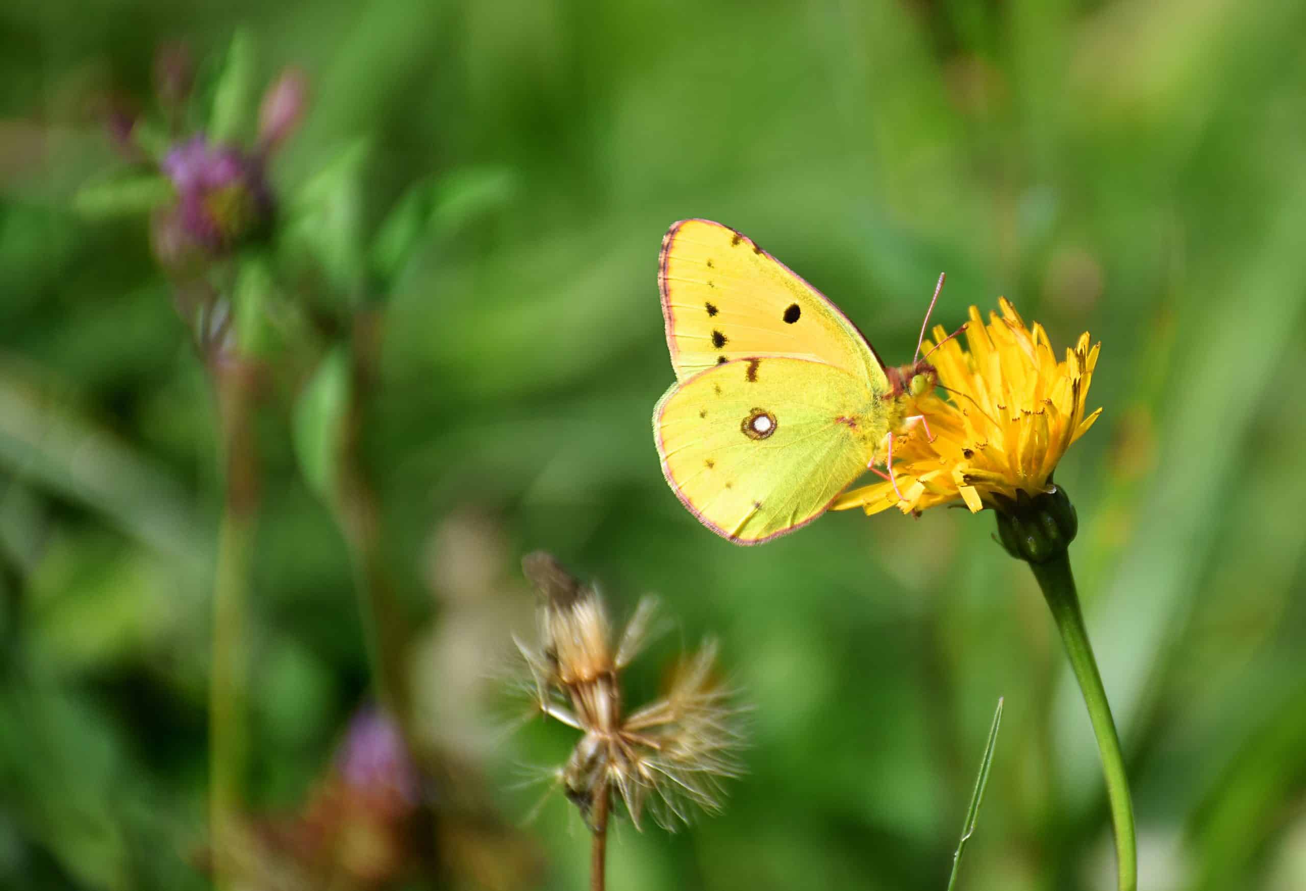 Goldene Acht (Colias Hyale)