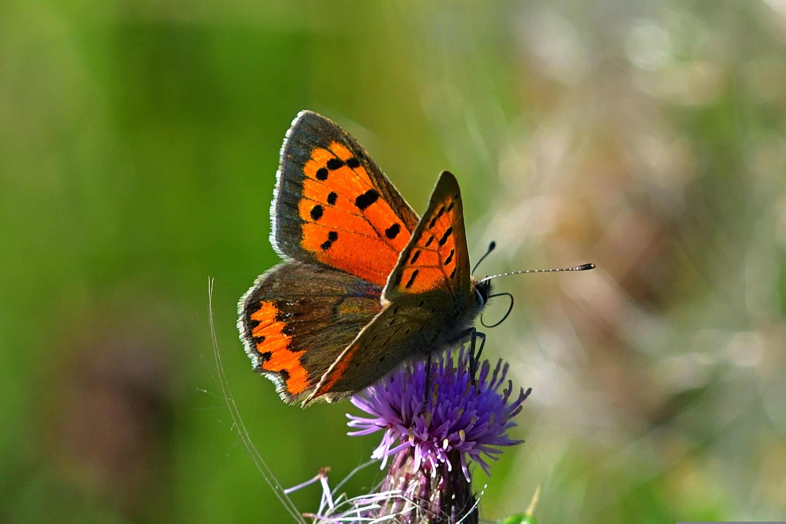 Großer Feuerfalter (Lycaena Dispar)