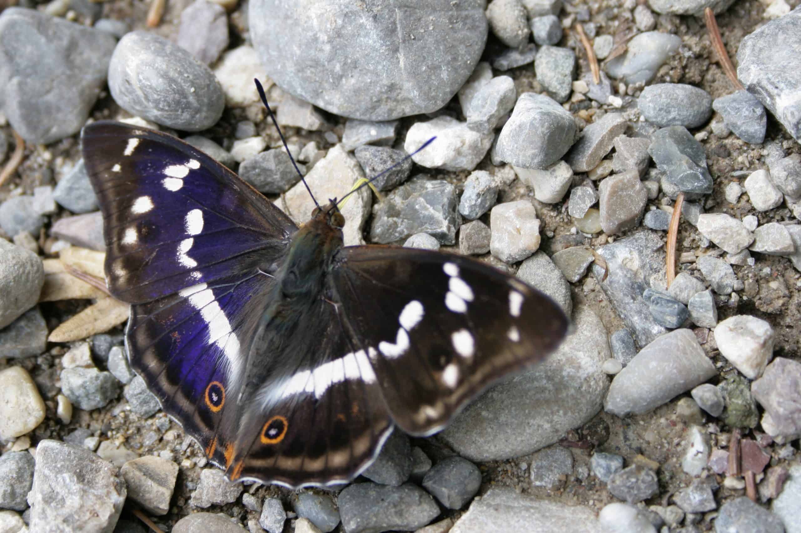 Grosser Schillerfalter