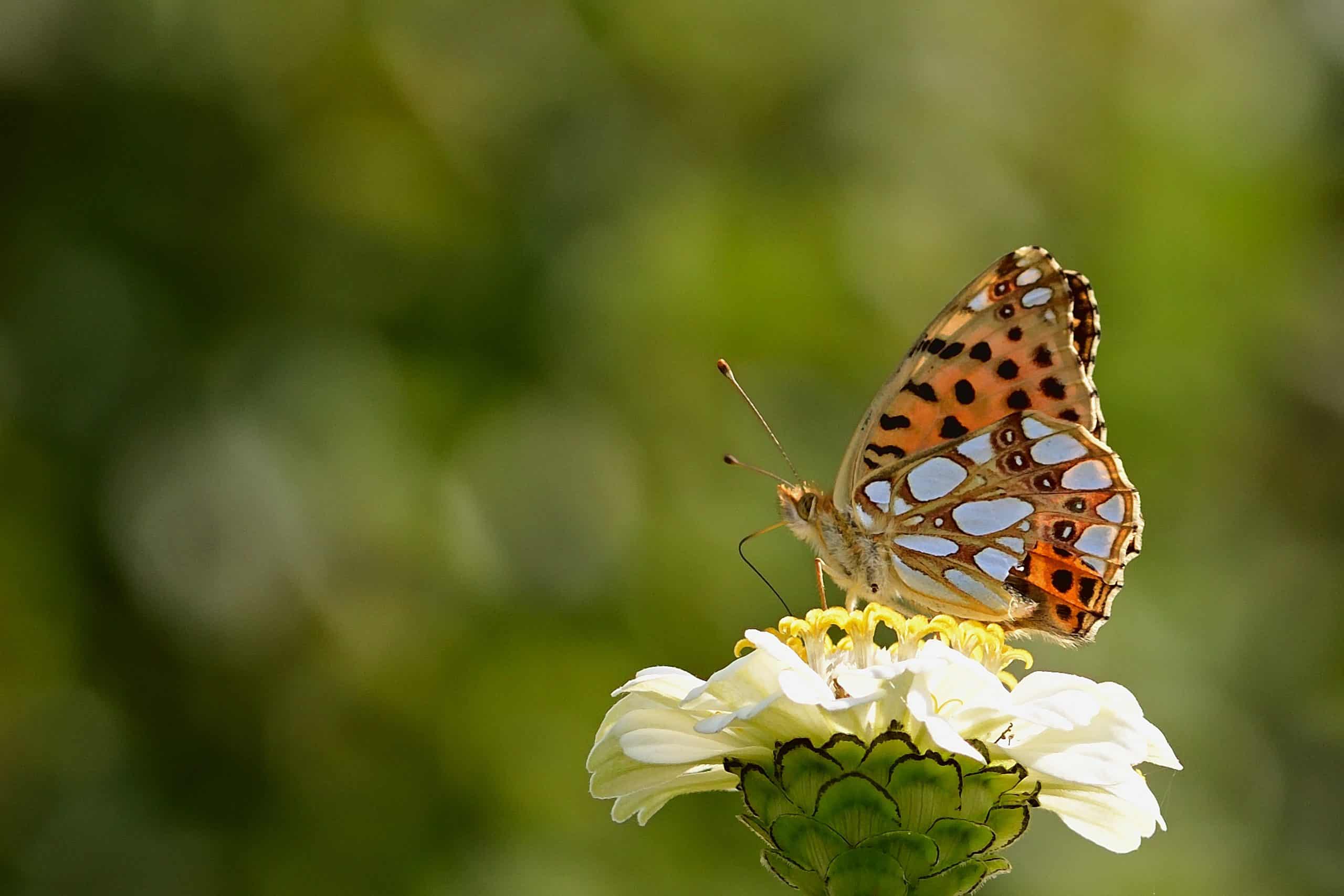 Randring-Perlmutterfalter (Boloria eunomia)