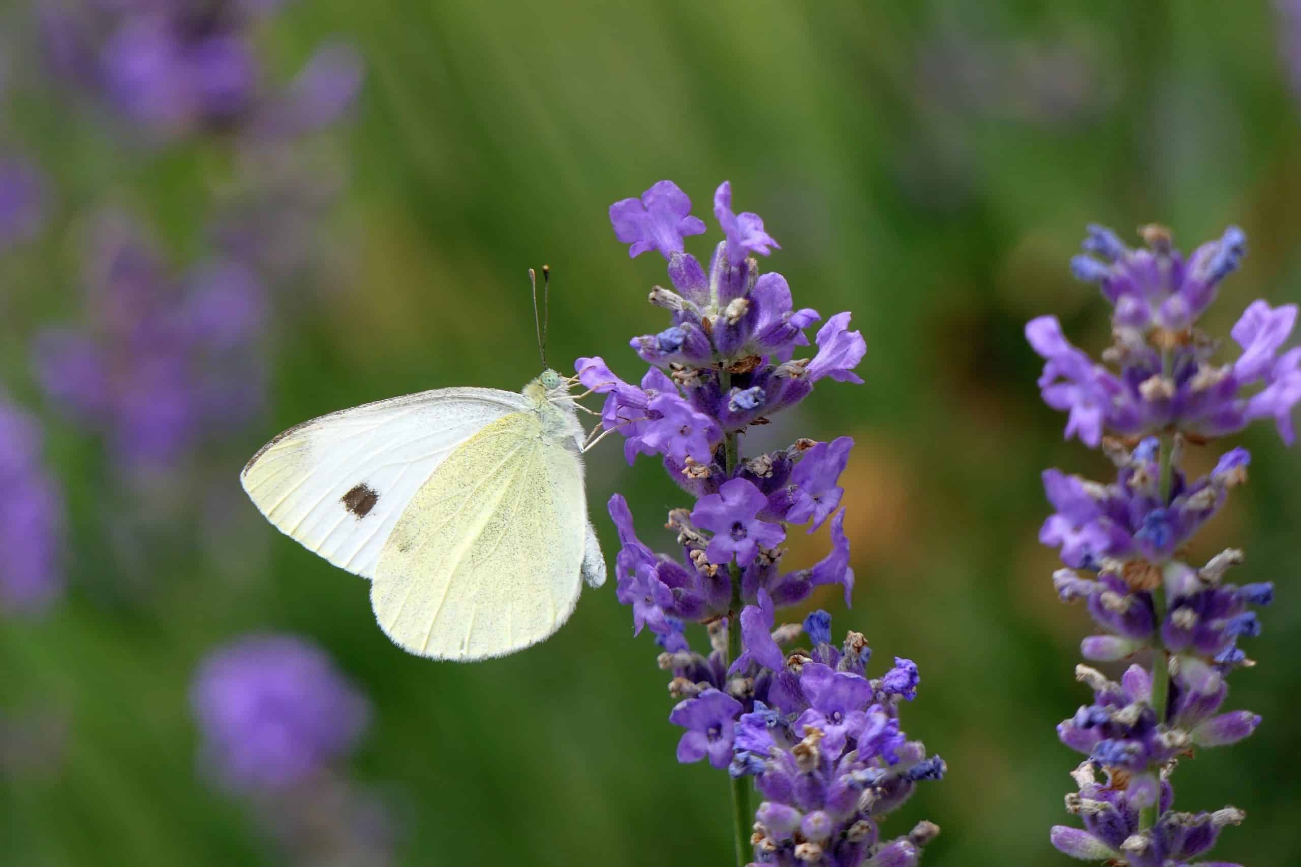 Zitronenfalter (Gonepteryx rhamni)