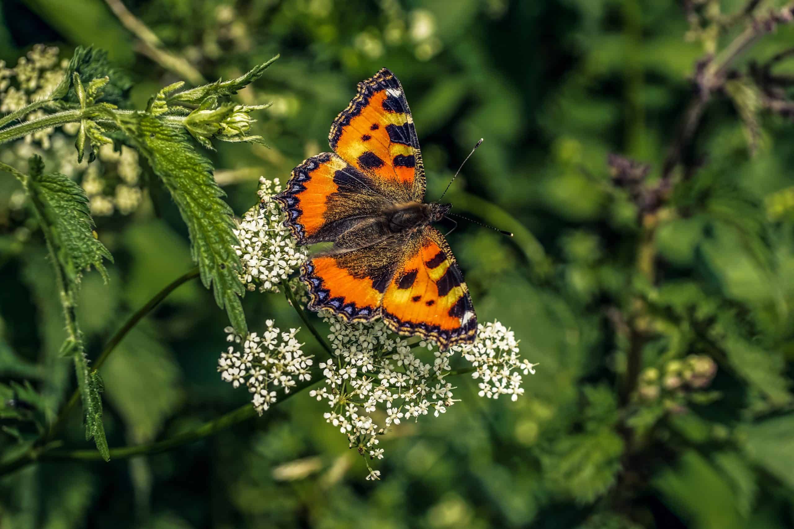 Kleiner Fuchs (Aglais Urticae)