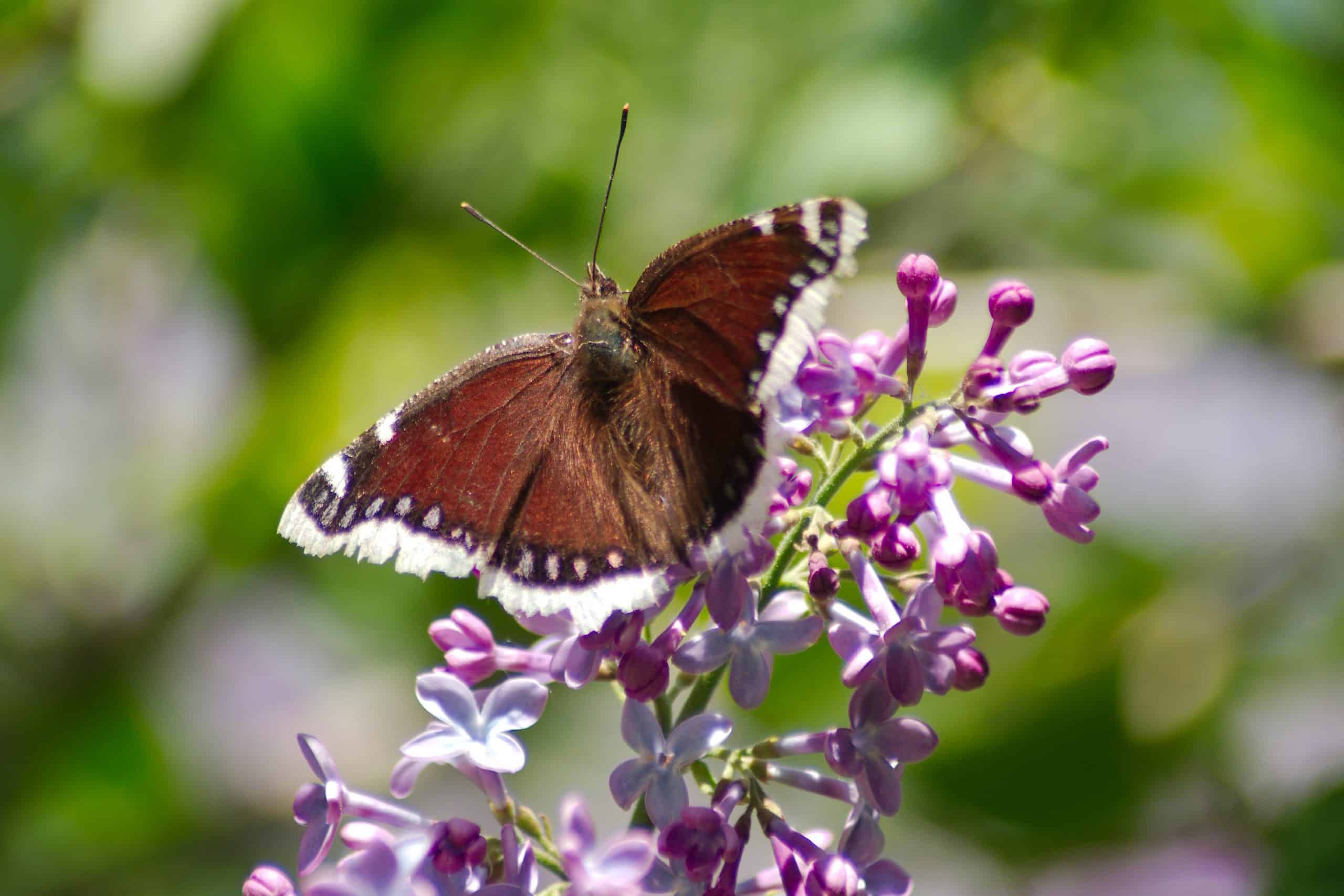 Trauermantel (Nymphalis Antiopa)