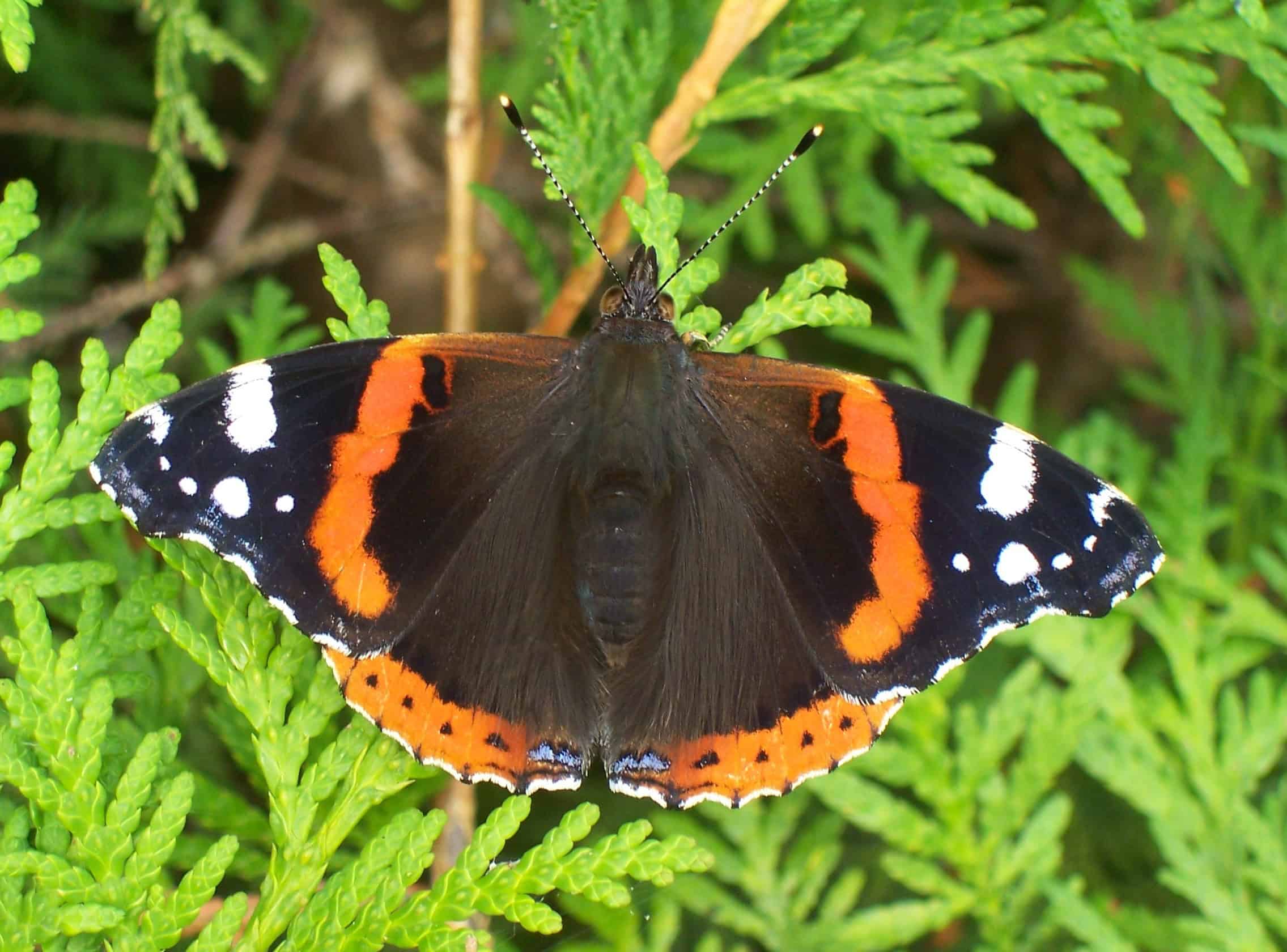 Admiral Vanessa Atalanta