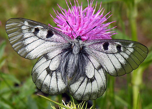 Schwarzer Apollo Parnassius mnemosyne hartmannima
