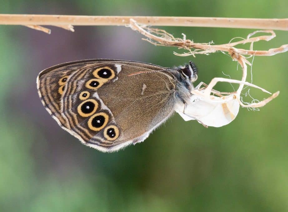 Gelbringfalter (Lopinga achine)