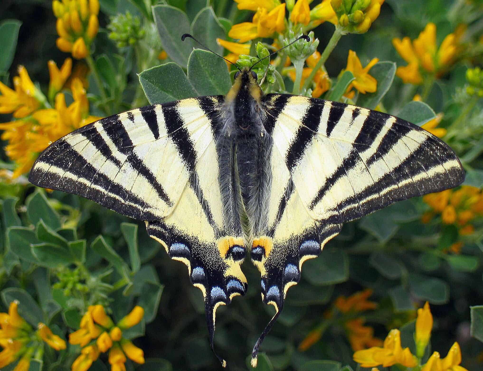 Segelfalter (Iphiclides podalirius)