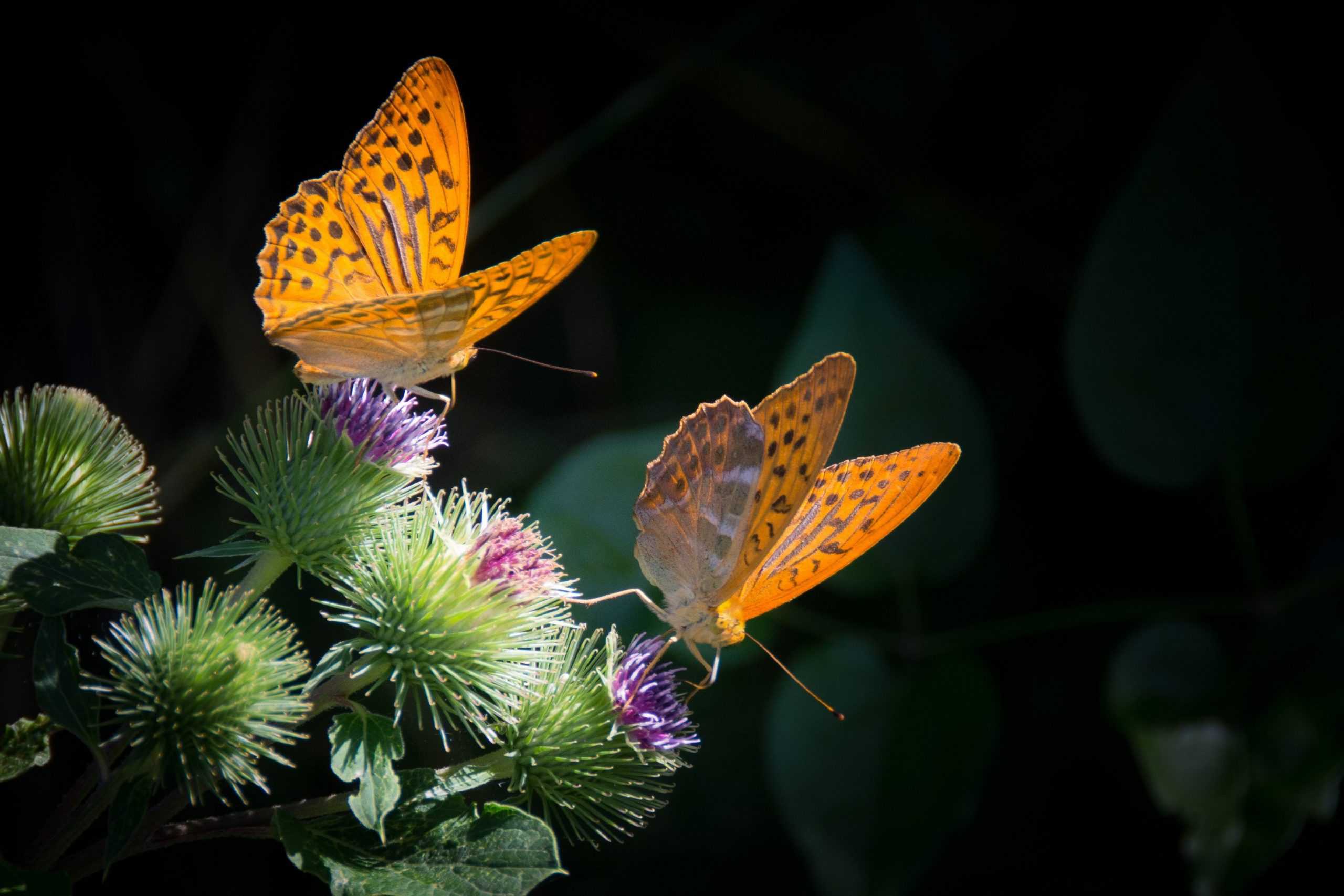 Braunfleckiger Perlmutterfalter (Boloria Selene)